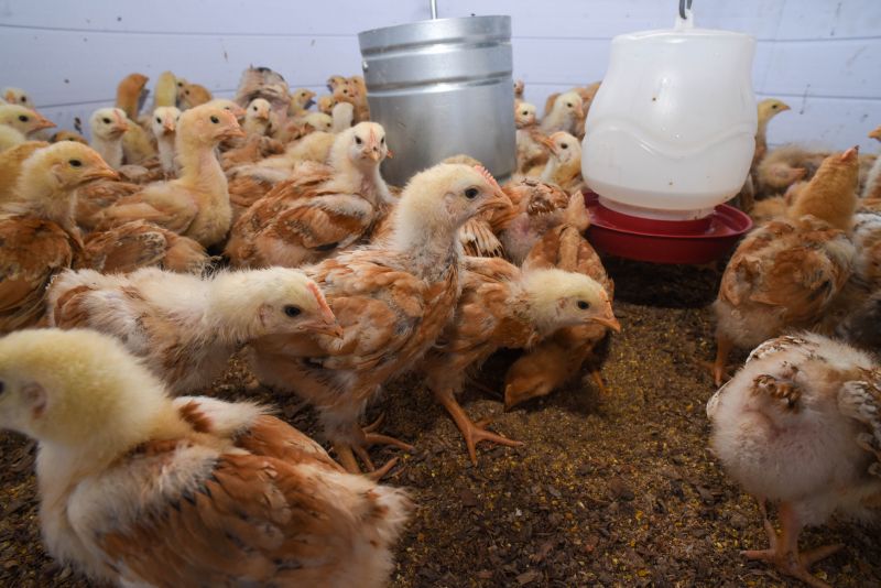 Entrega de matrizes de aves e ração para Agricultores e Quilombos das Ilhas de Ananindeua