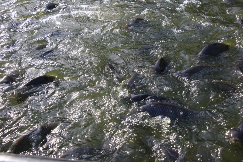 Repicagem na Unidade Demostrativa do Peixe Ananin no Curuçambá