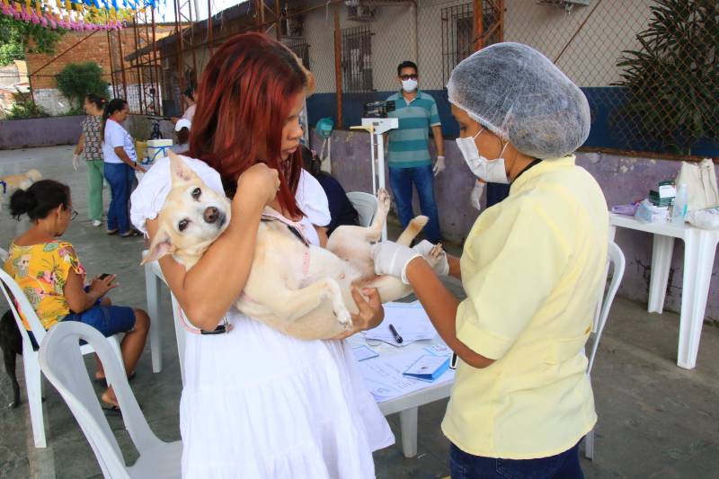 Cãozinho recebendo atendimento veterinário. 