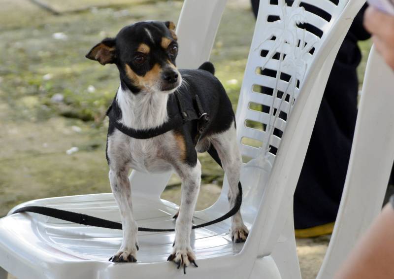 Caõzinho aguardando atendimento.
