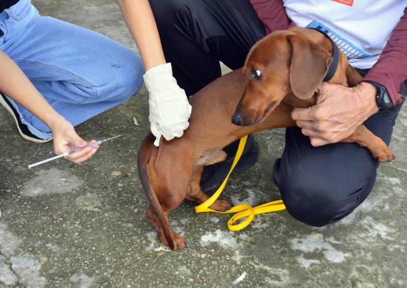Vacinação antirrábica gratuita. 