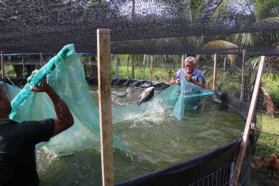 galeria: Repicagem na Unidade Demostrativa do Peixe Ananin no Curuçambá