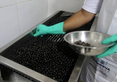 galeria: Capacitação para Batedores de Açaí