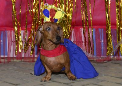 notícia: Carnaval Pet anima "Feira do Artesanato de Ananindeua" com desfile carnavalesco 