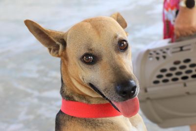 notícia: Programa “Vet Ananin” atende mais de 100 animais no bairro do 40 Horas 