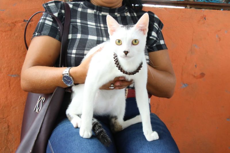 Ação Castramóvel na quadra João Nunes no 40 Horas