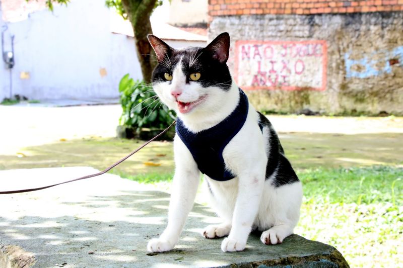 Castramóvel no espaço cidadão no Guajará l