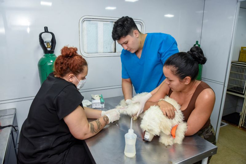 Ação Castramóvel no Guajará l