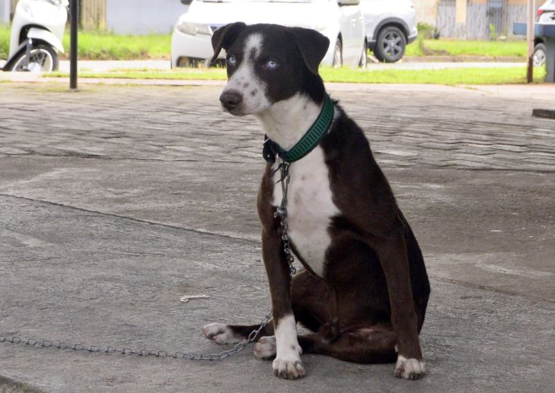 Castramóvel no loteamento Parque Anne