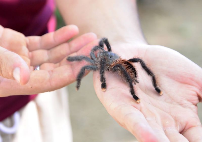 Semana do Meio Ambiente com ações de Educação Ambiental no Parque Seringal